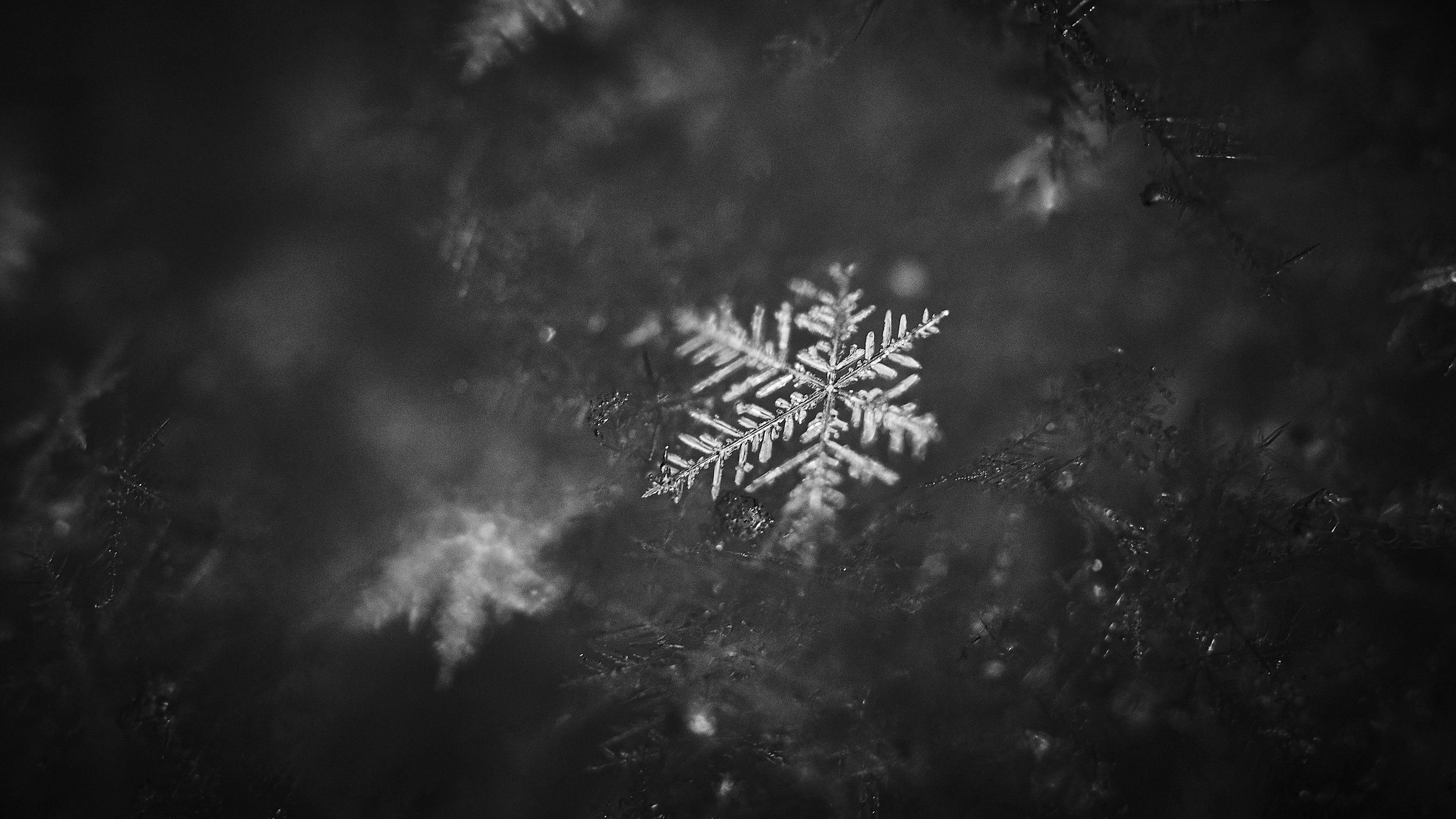 snow-macro_feb2019_04.jpg