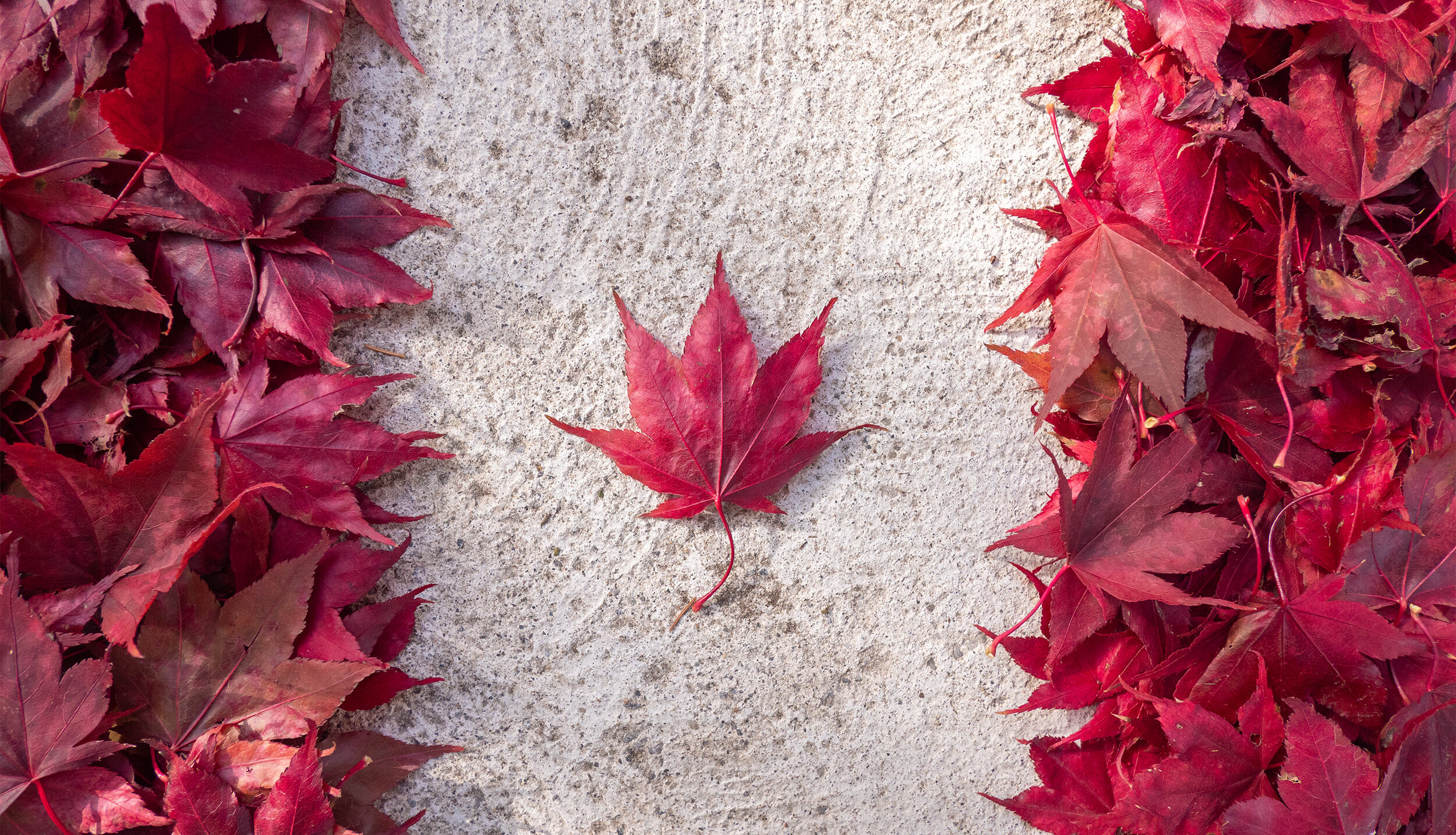 red-leaves_fall_canada-flag_01.jpg