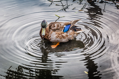 Mallord Duck