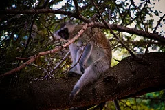 Safari - Vervet Monkey