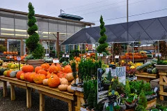 It is Fall Festival Time