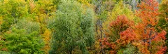 Panorama - Fall Colors