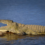 Crocodiles