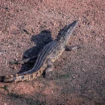 Safari - Crocodile 