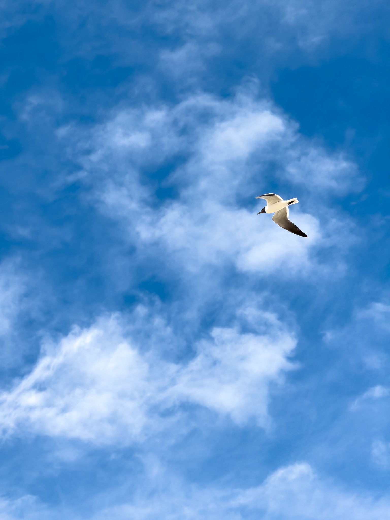 Laughing Gull