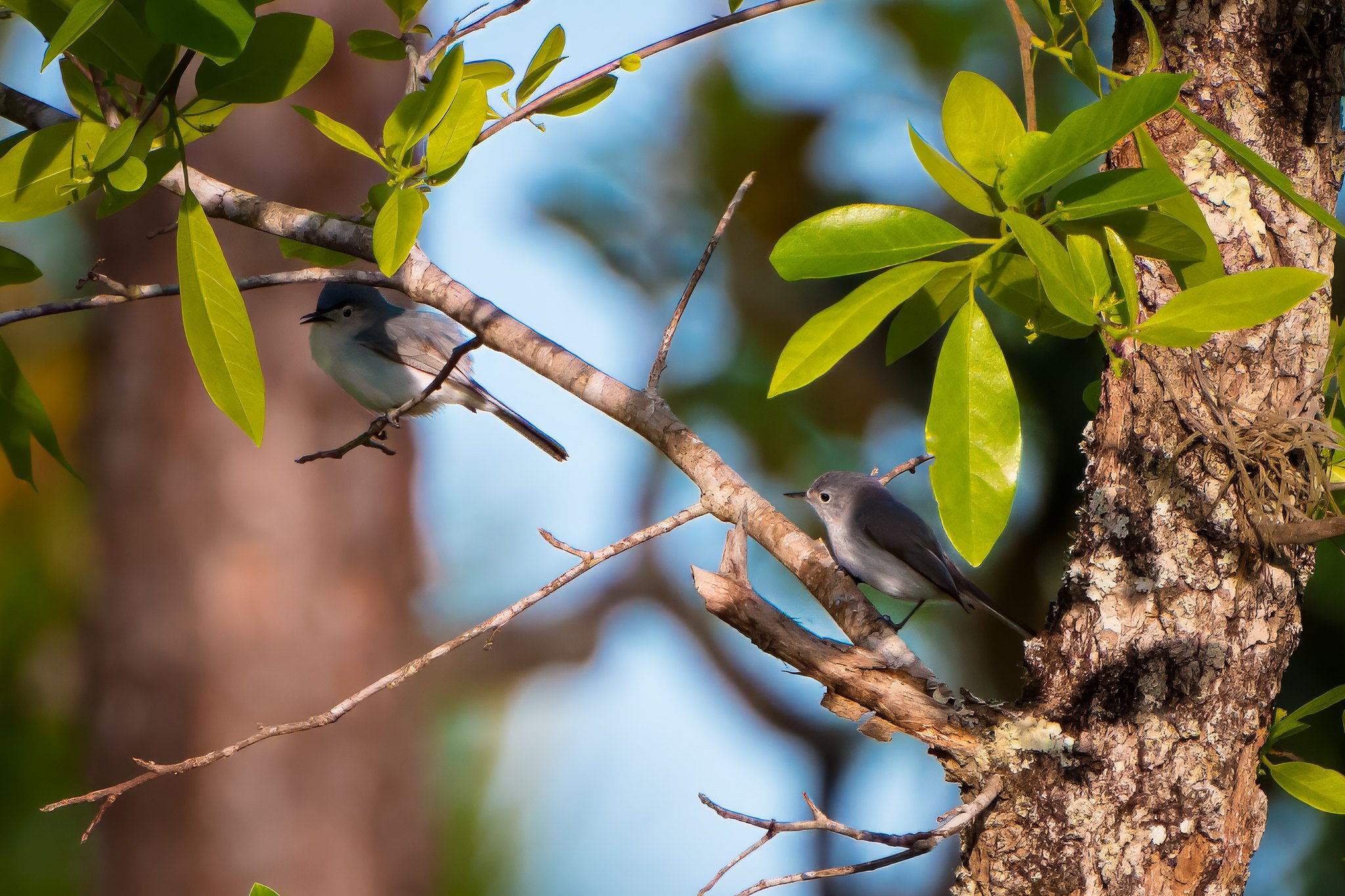 Blue-gray gnatcatcher