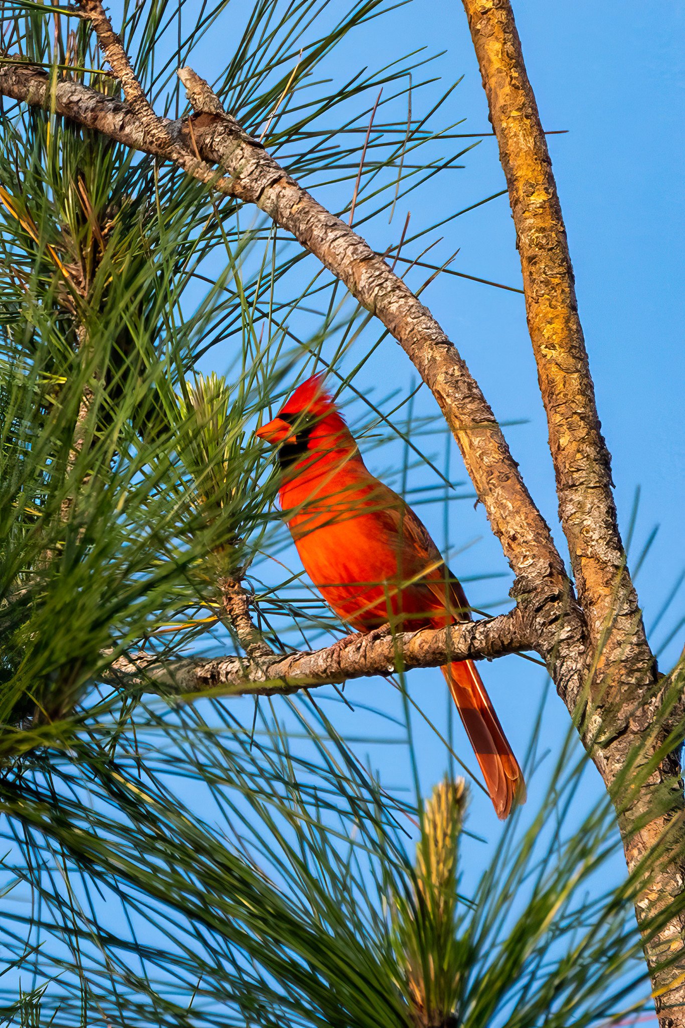 Northern Cardinal