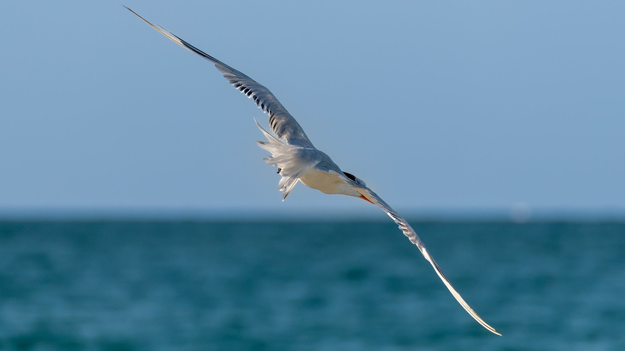 Royal Tern