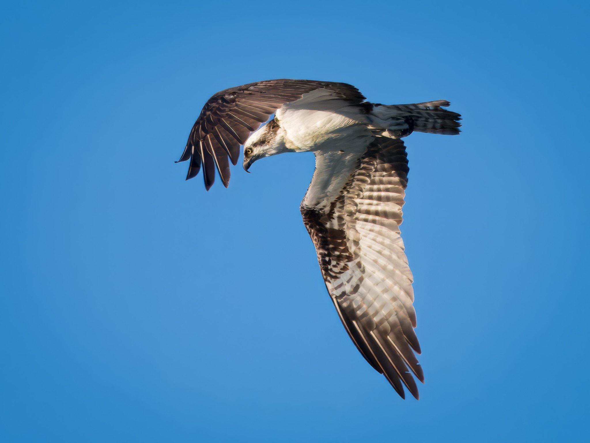 Osprey