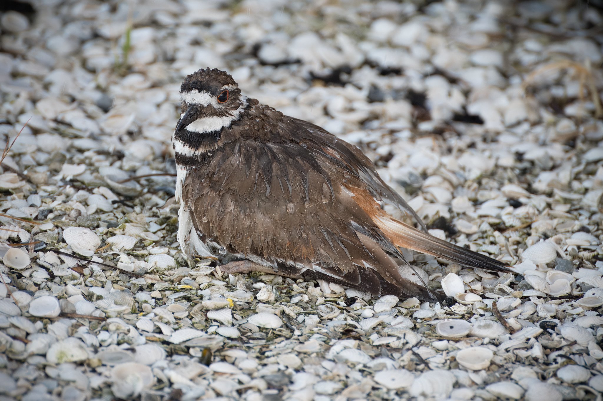 Killdeer