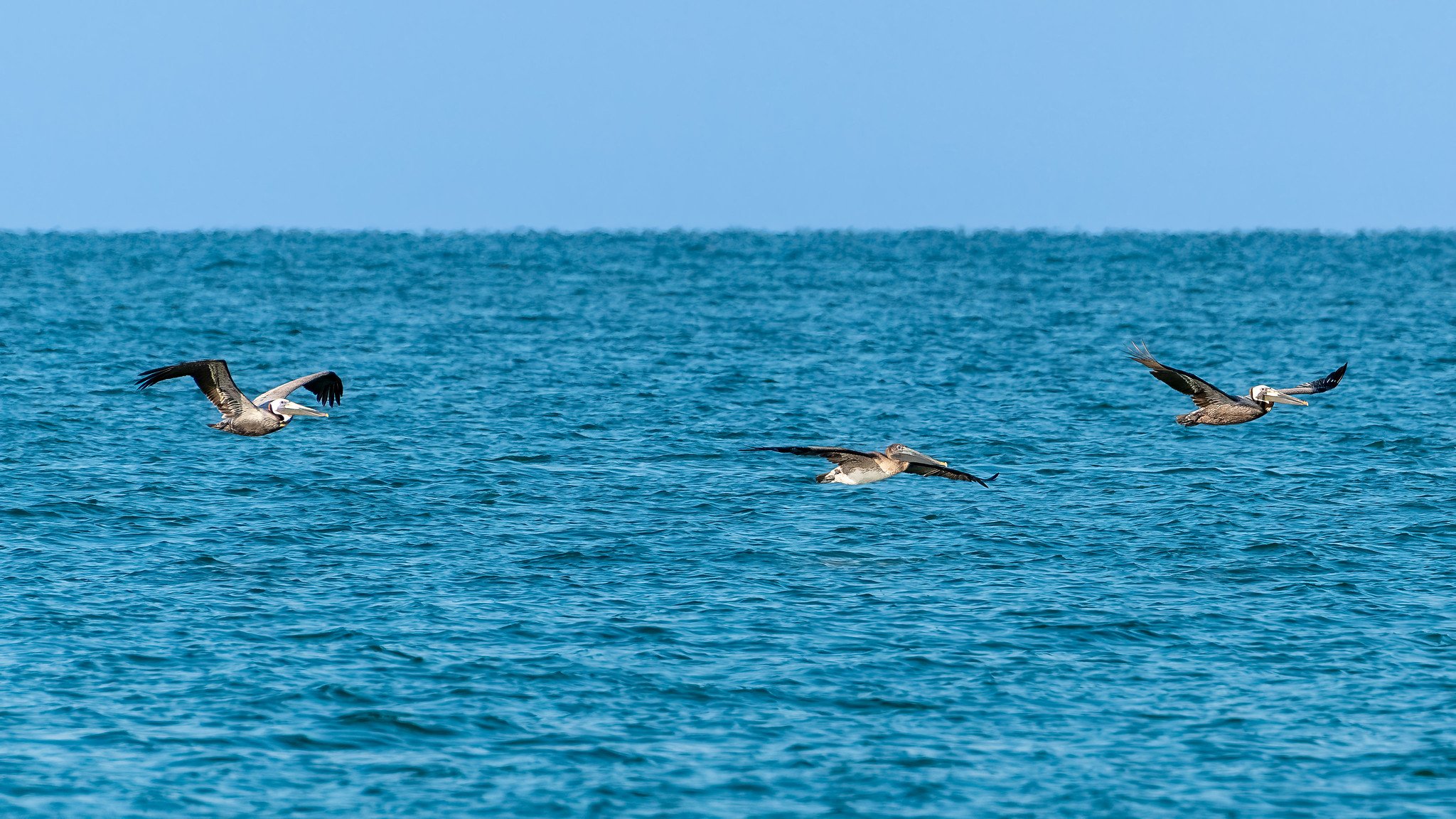 Brown Pelican