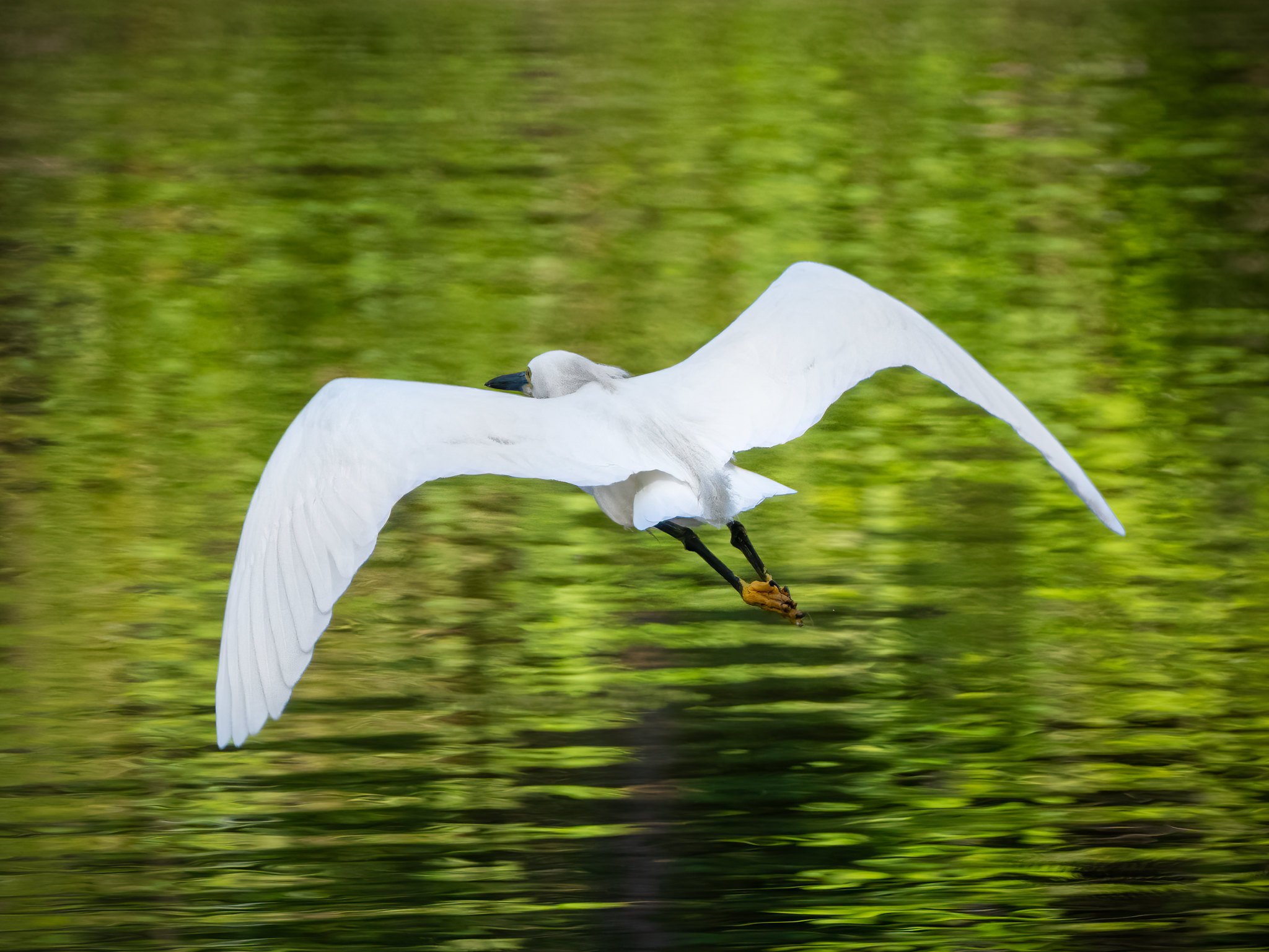 Snowy Egret