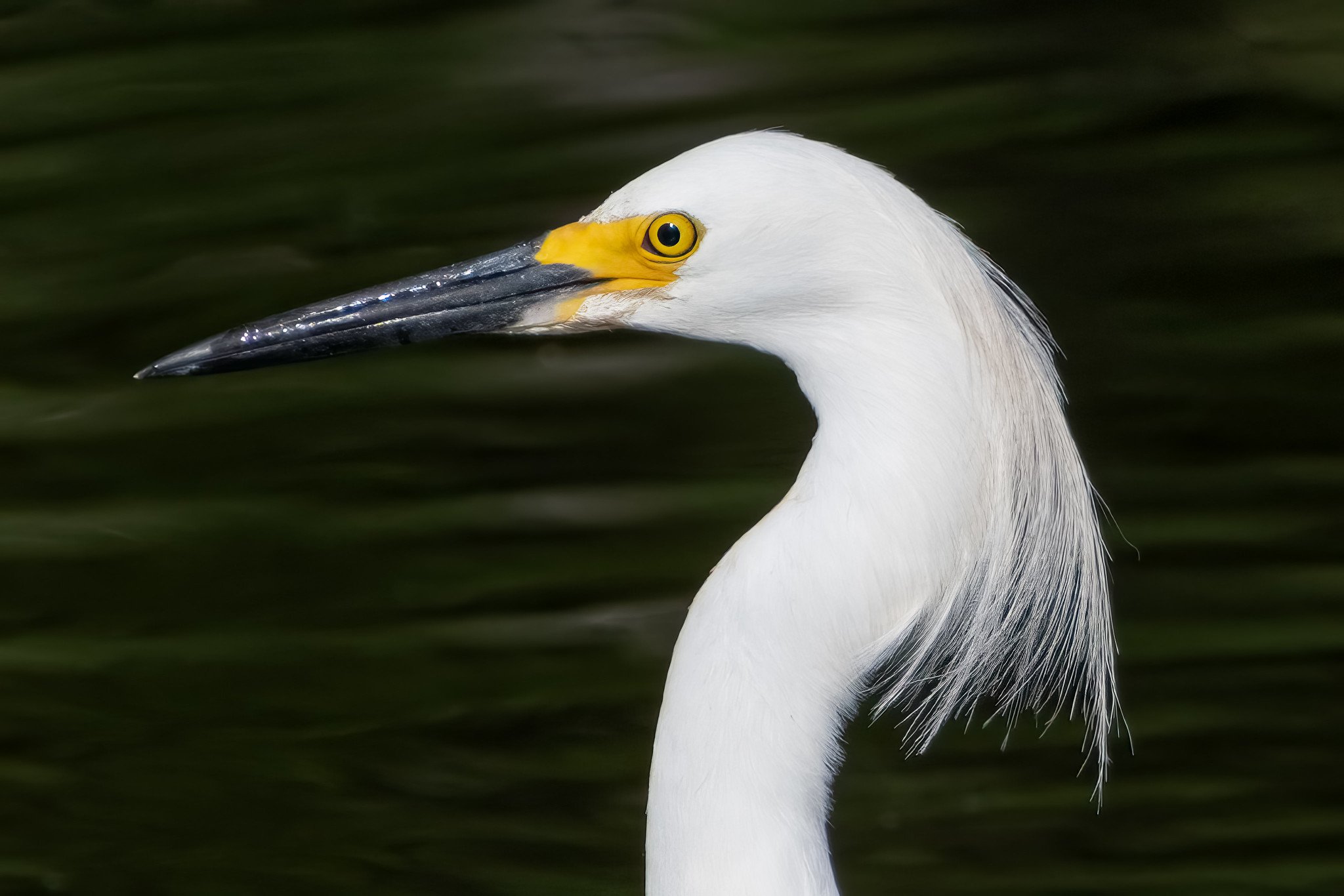 Snowy Egret