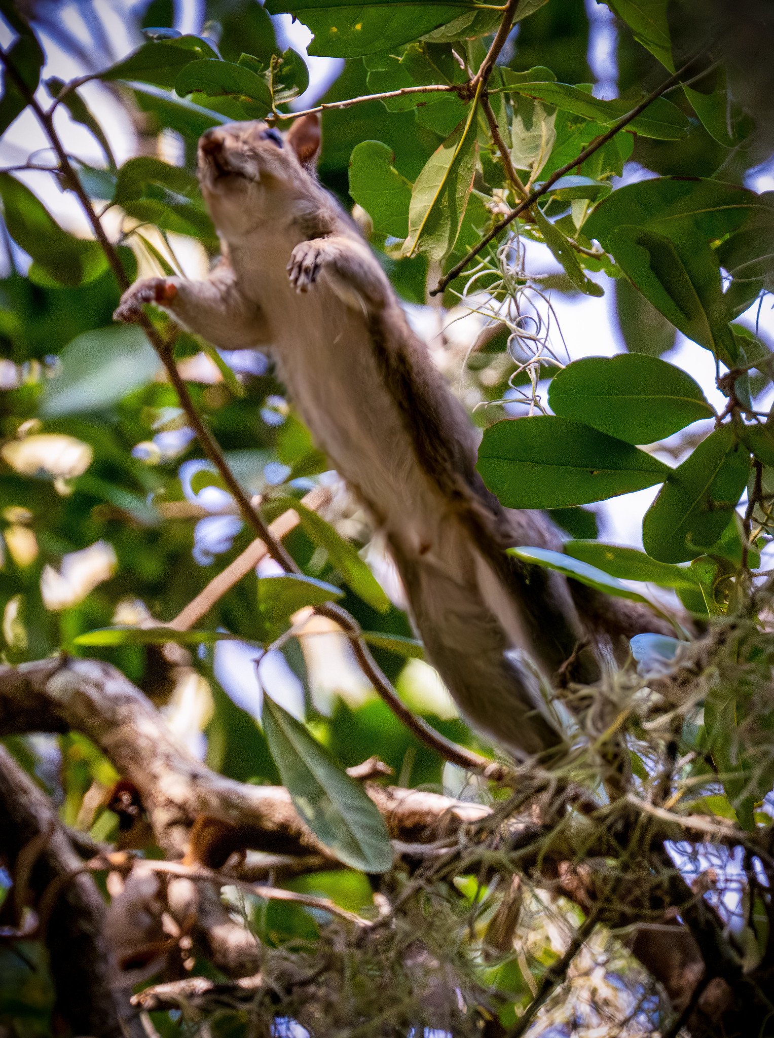 Eastern Gray Squirrel
