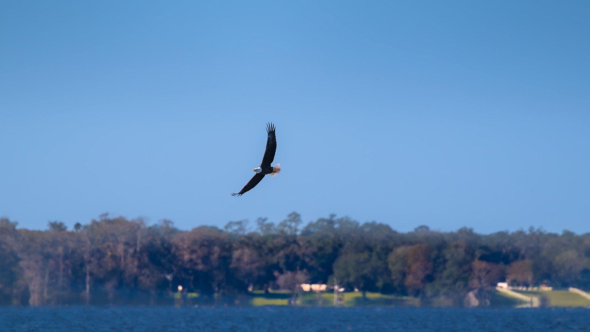 Bald Eagle