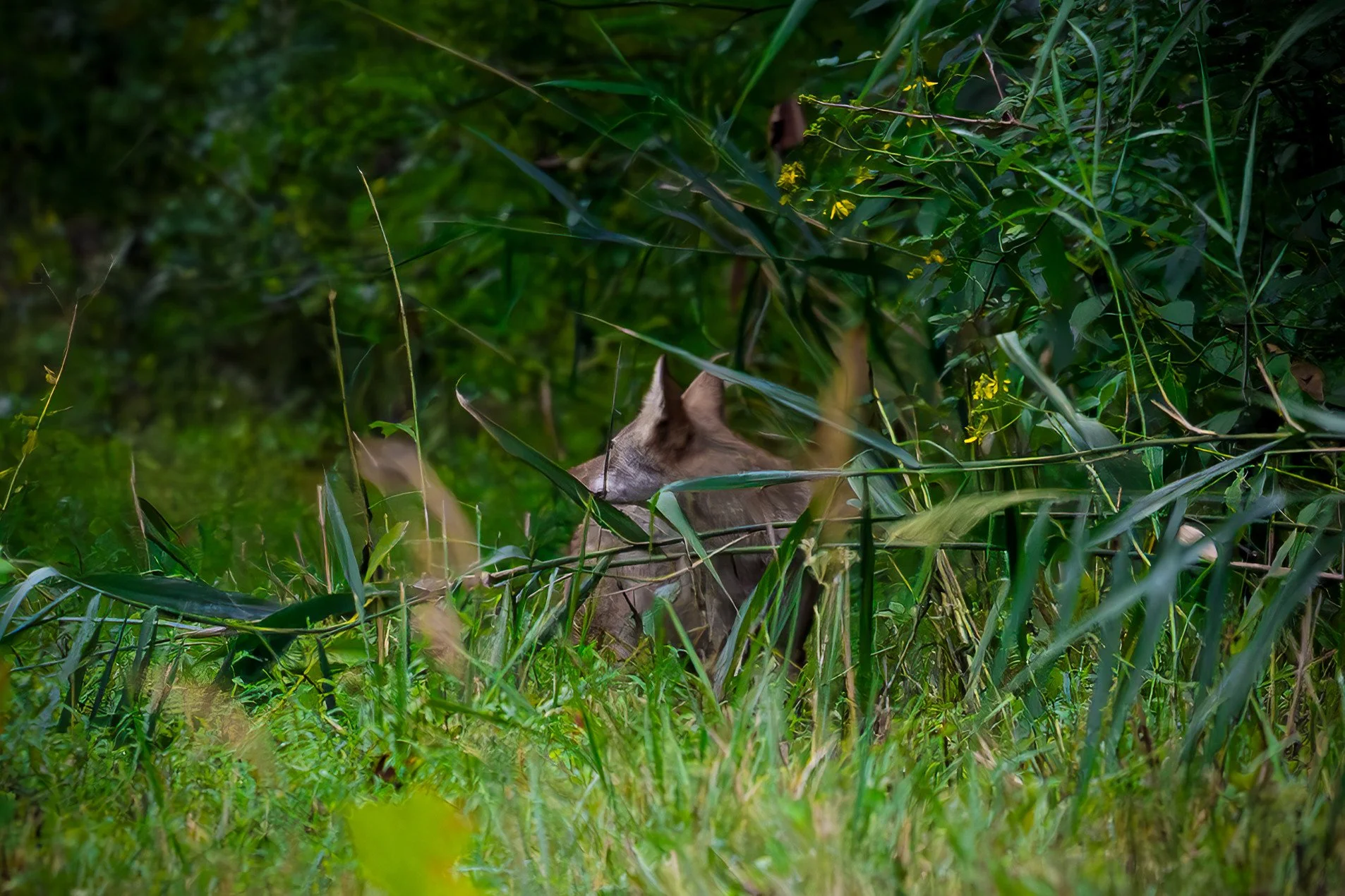 Coyote