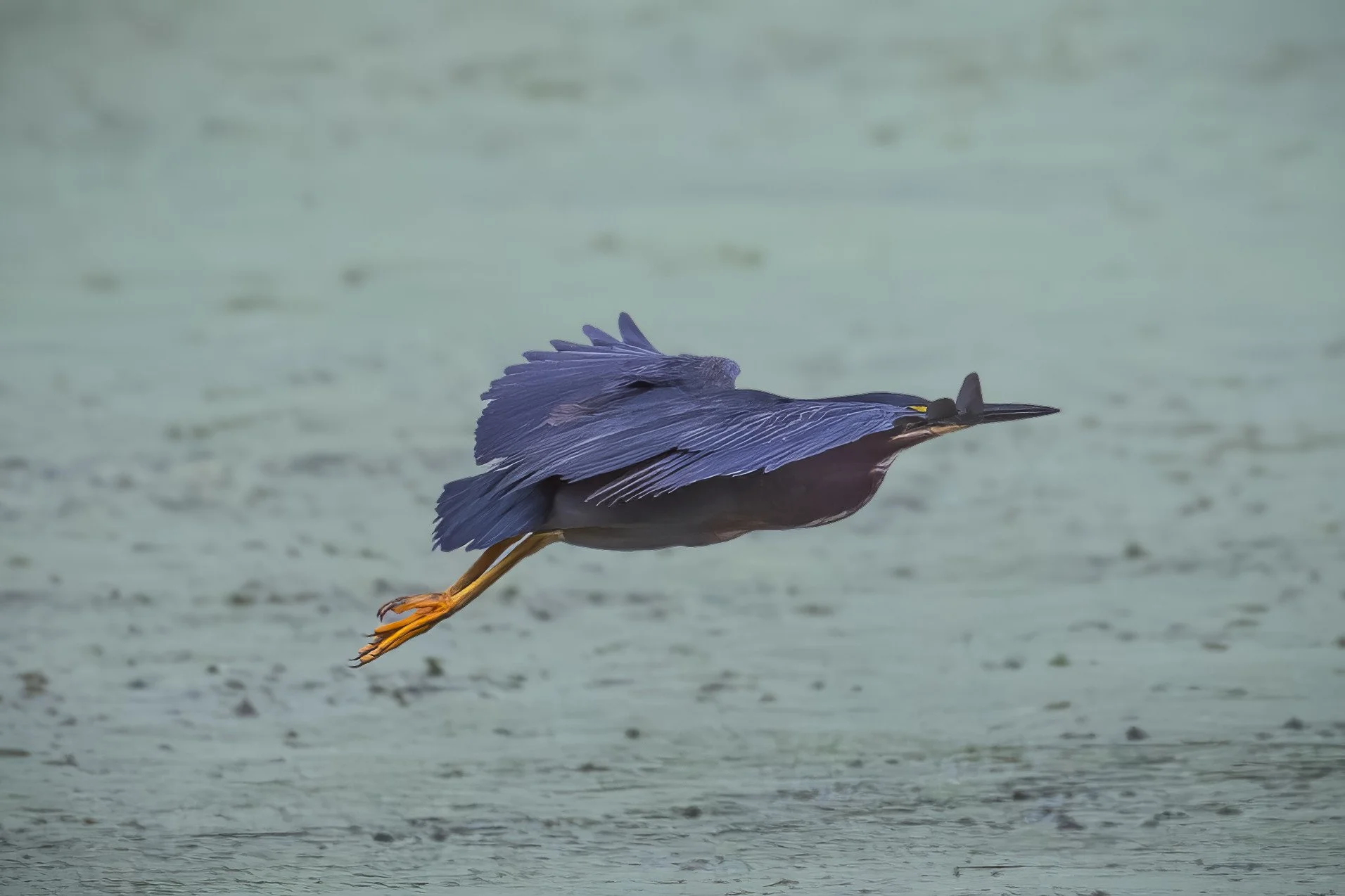 Green Heron