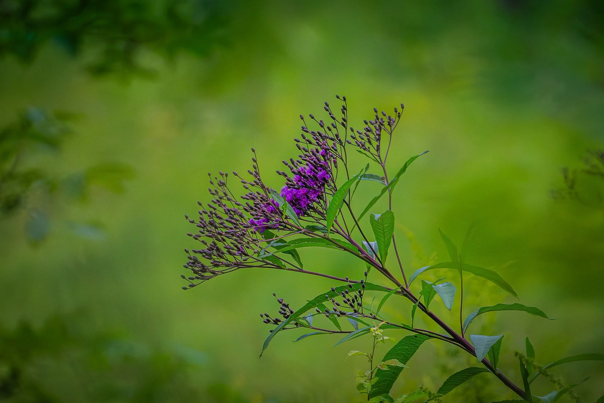 Tall Ironweed