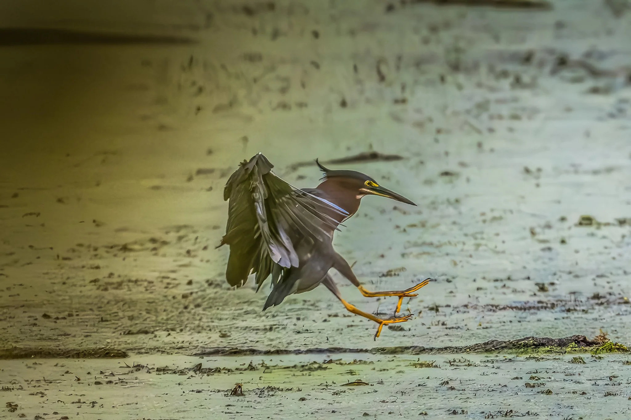 Green Heron
