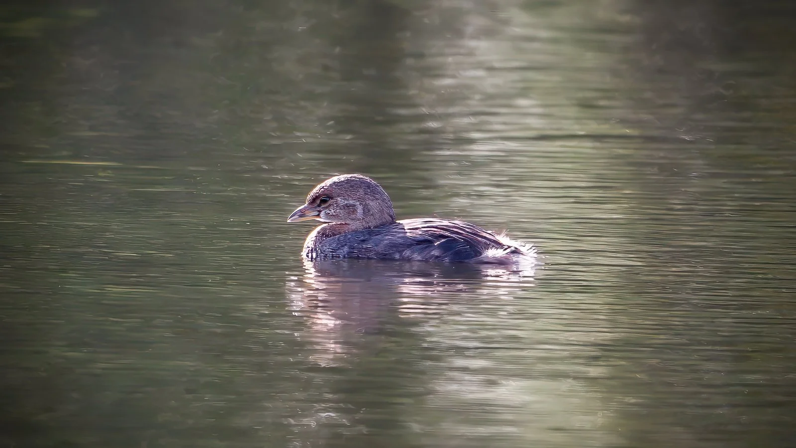 Pied-billed Grebes