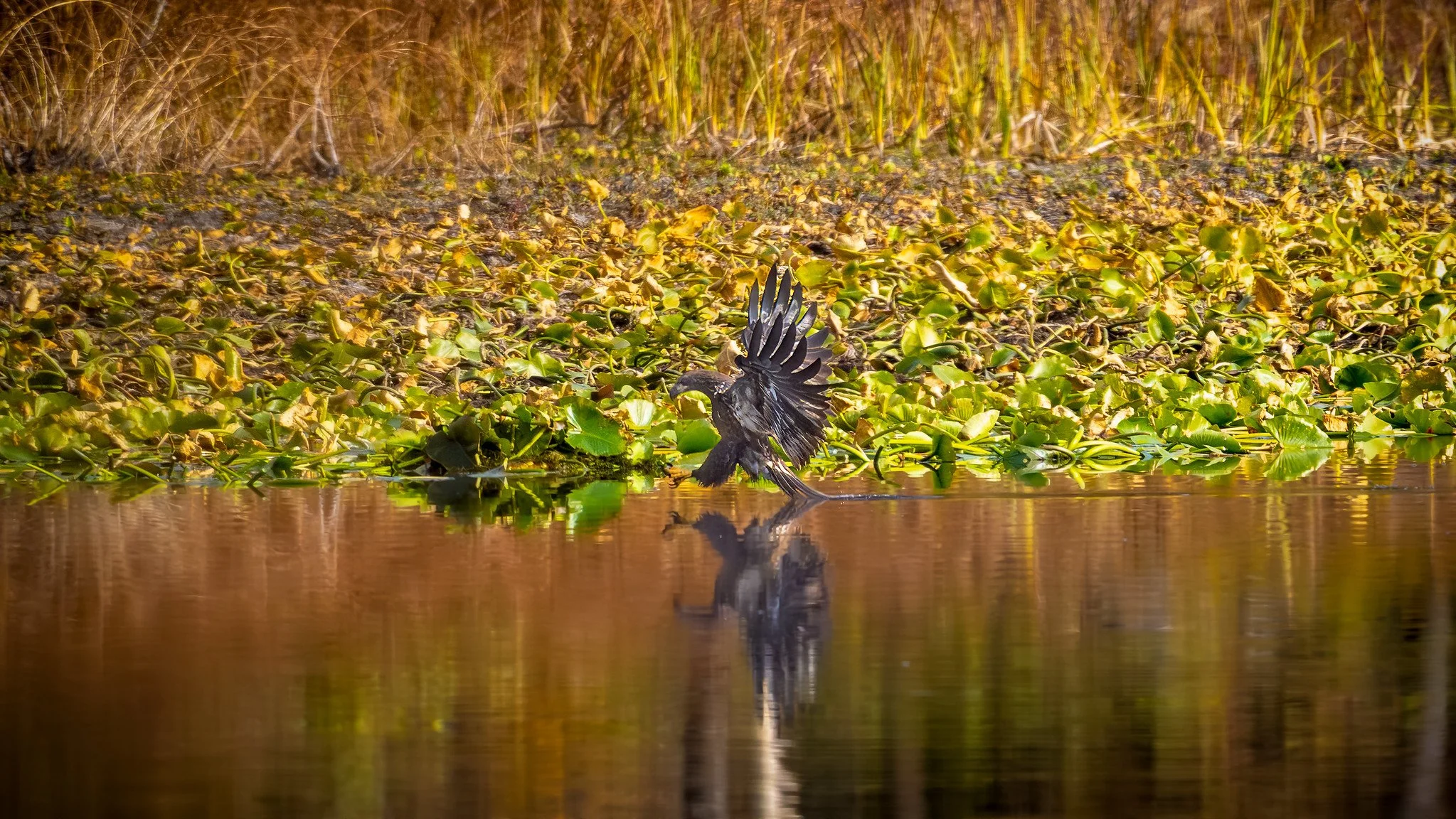 Juvenile Bald Eagle