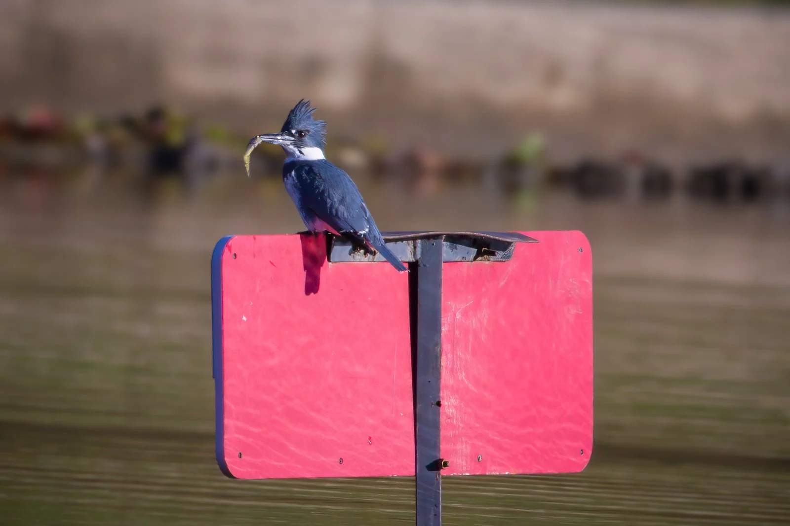 Belted Kingfisher