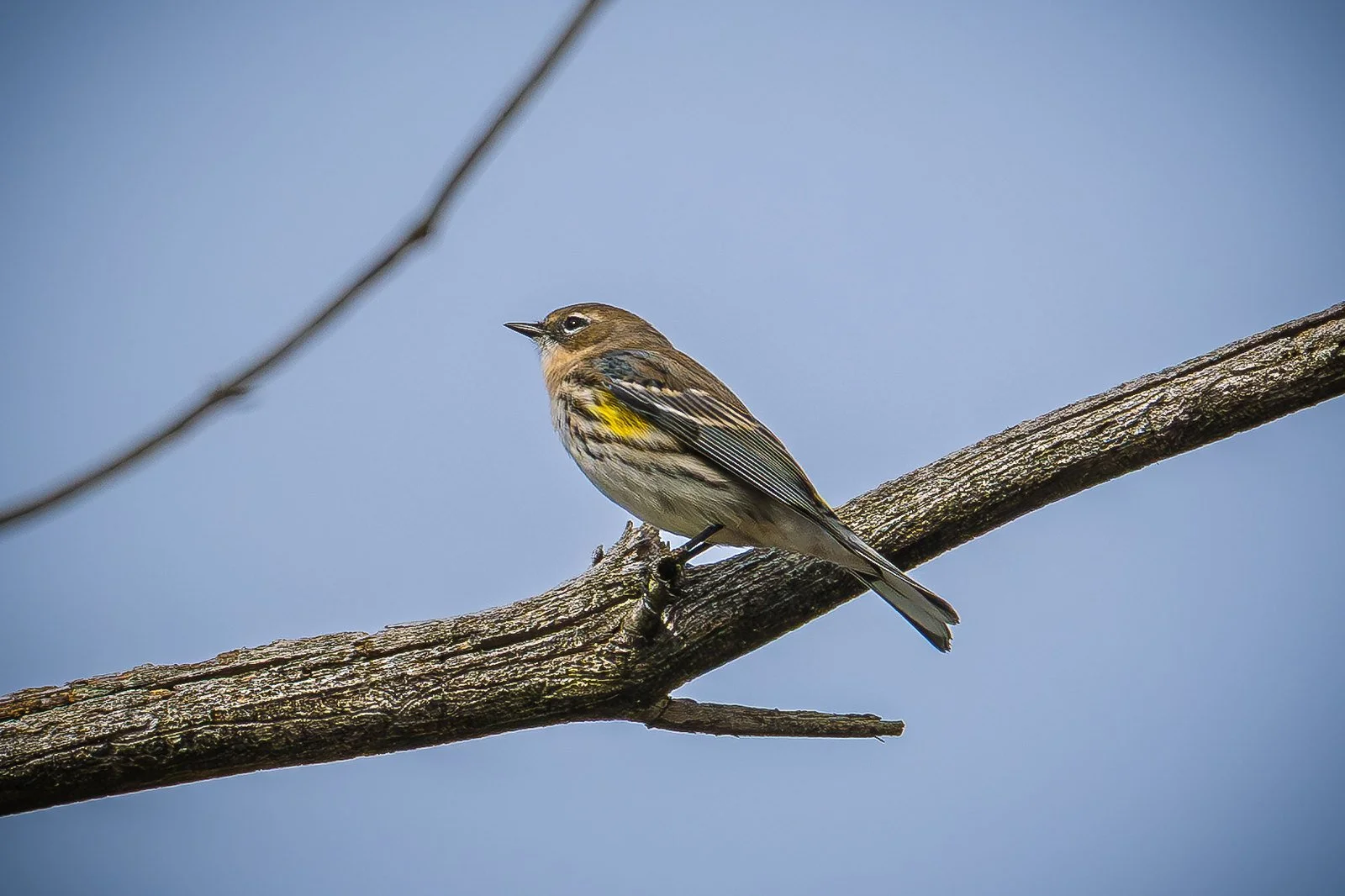Yellow-rumped Warbler