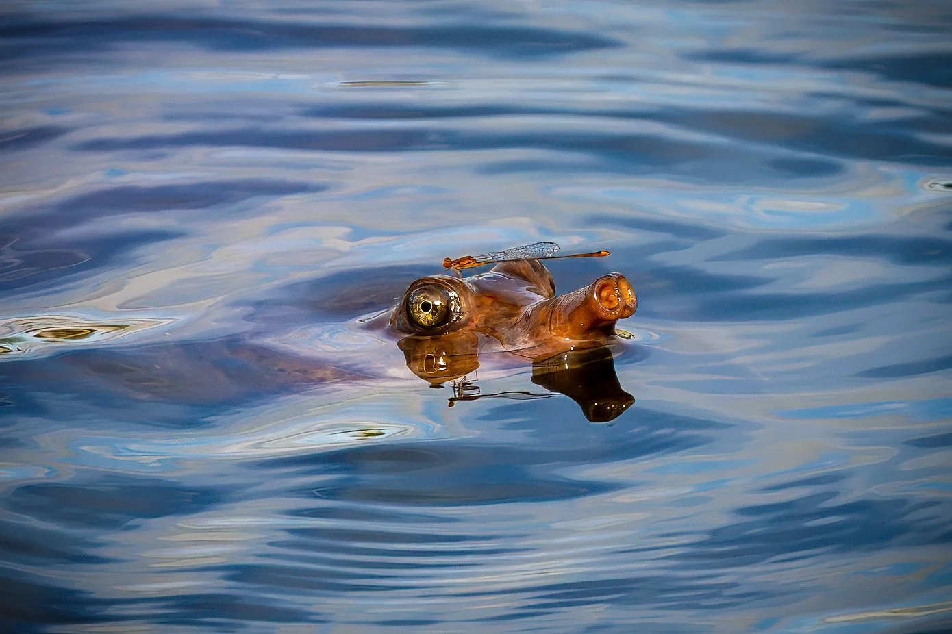 Florida Softshell Turtle w/Freeloader