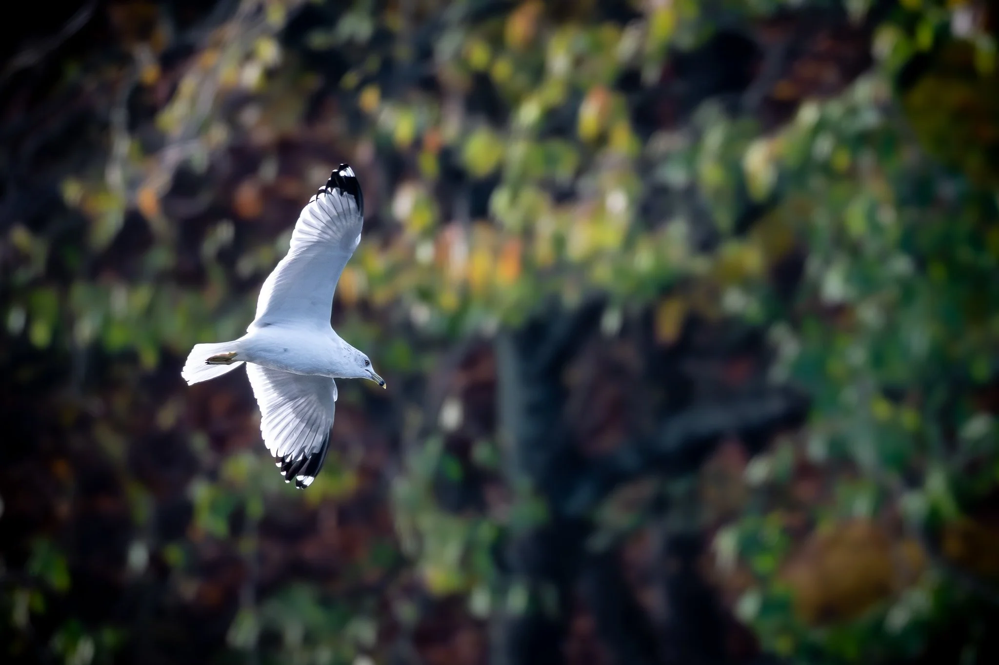 Ring-Billed Gull