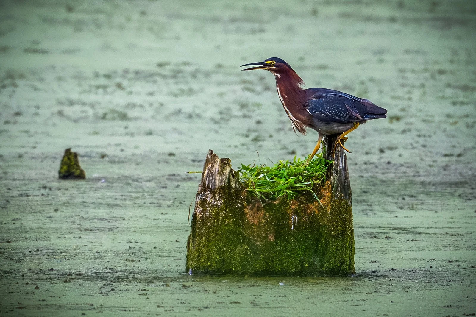 Green Heron