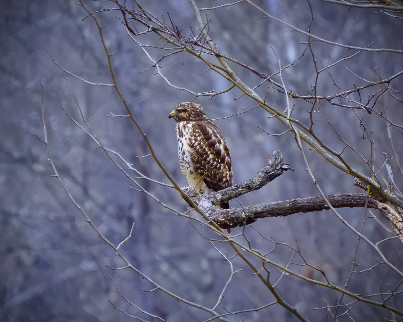 Red-shouldered hawk