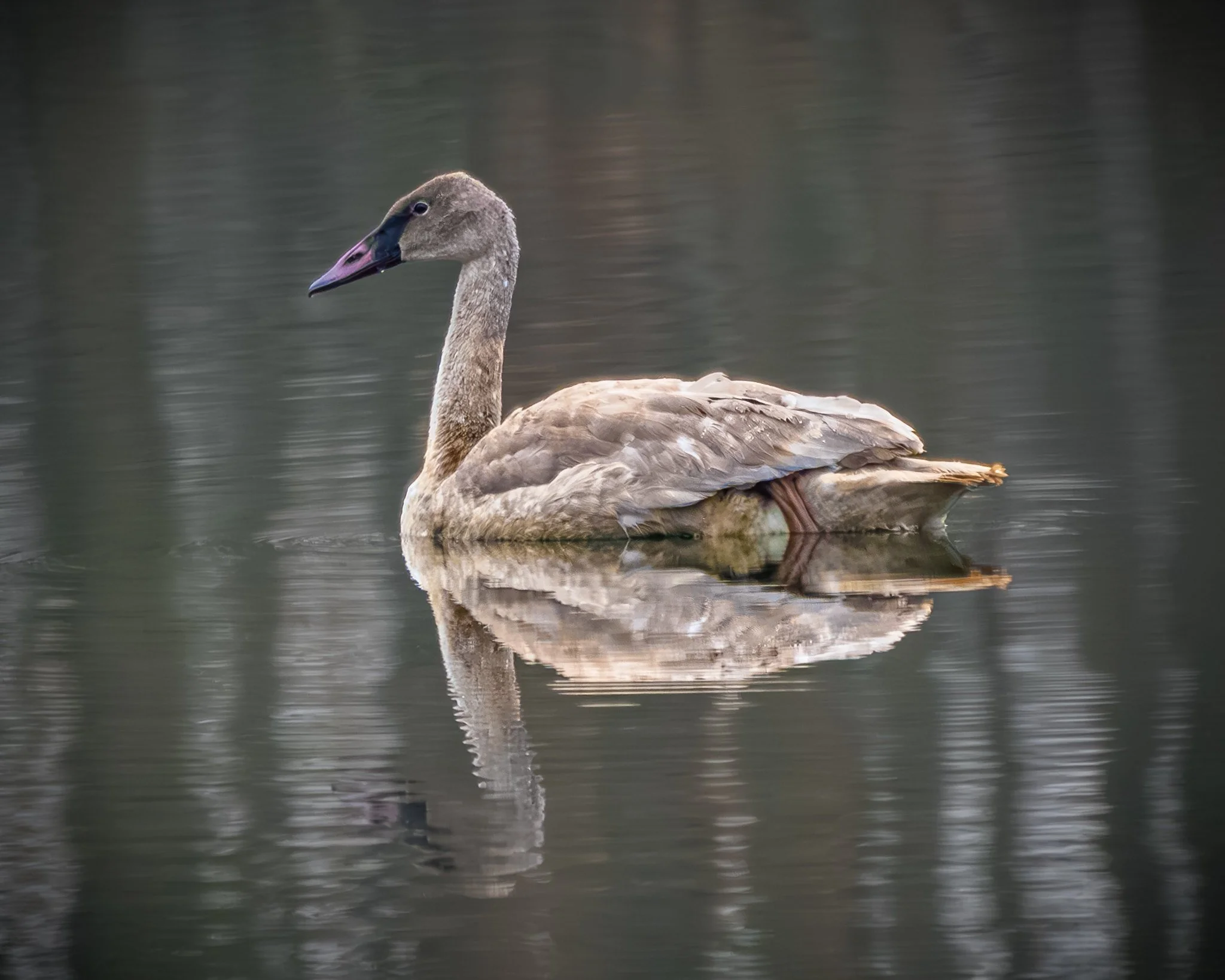 Trumpeter Swan