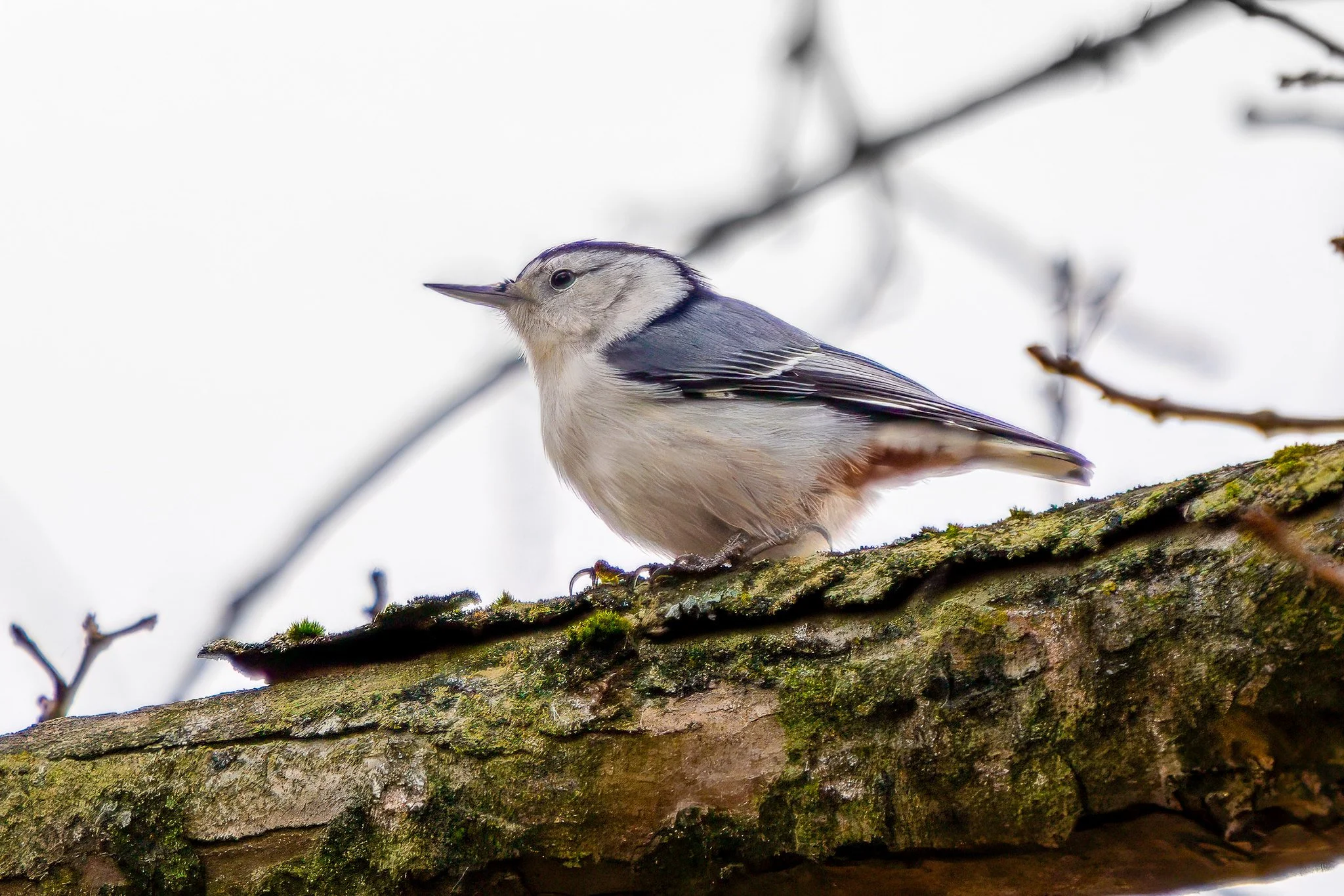 White-breasted nuthatch
