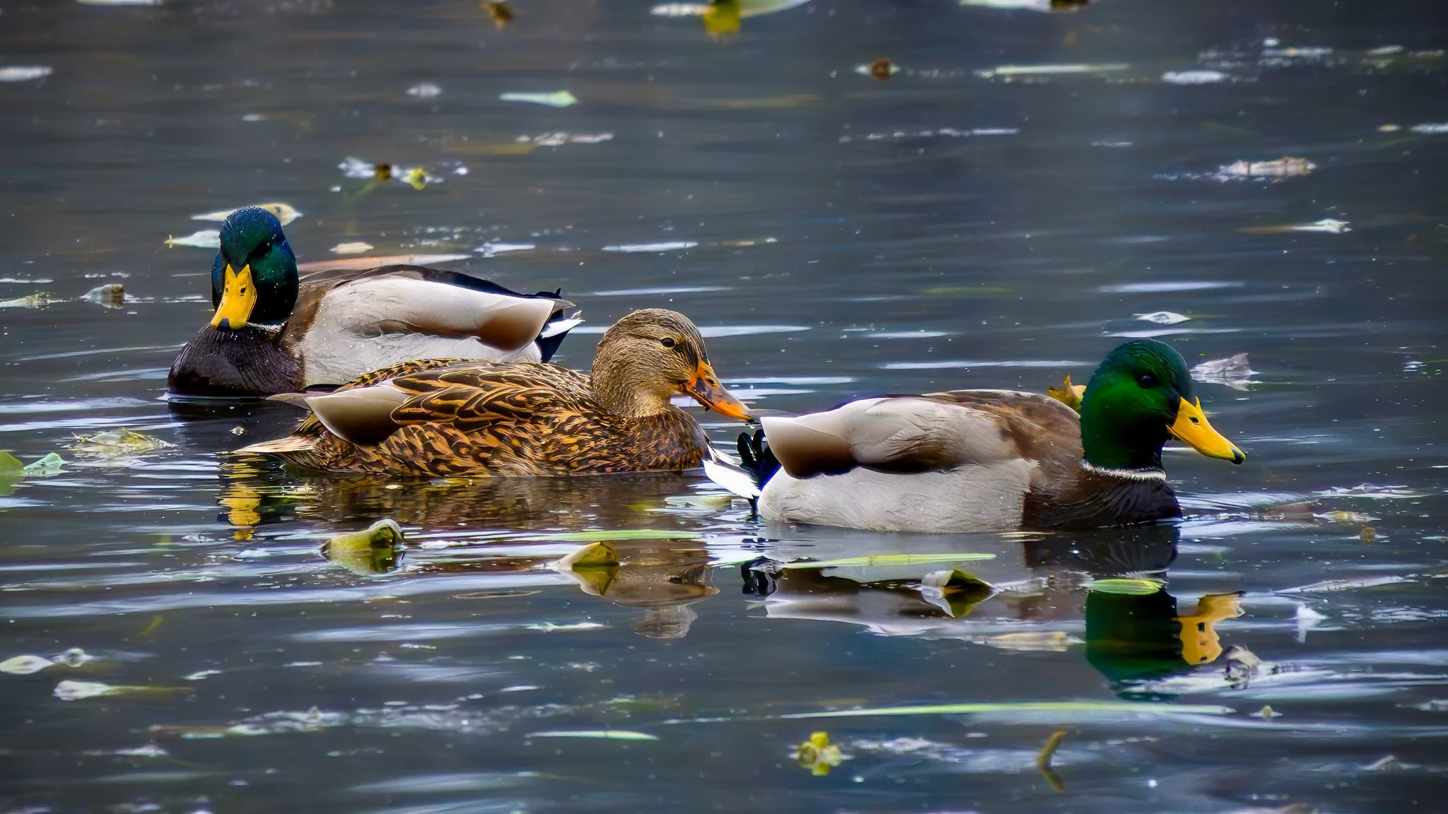 Mallards