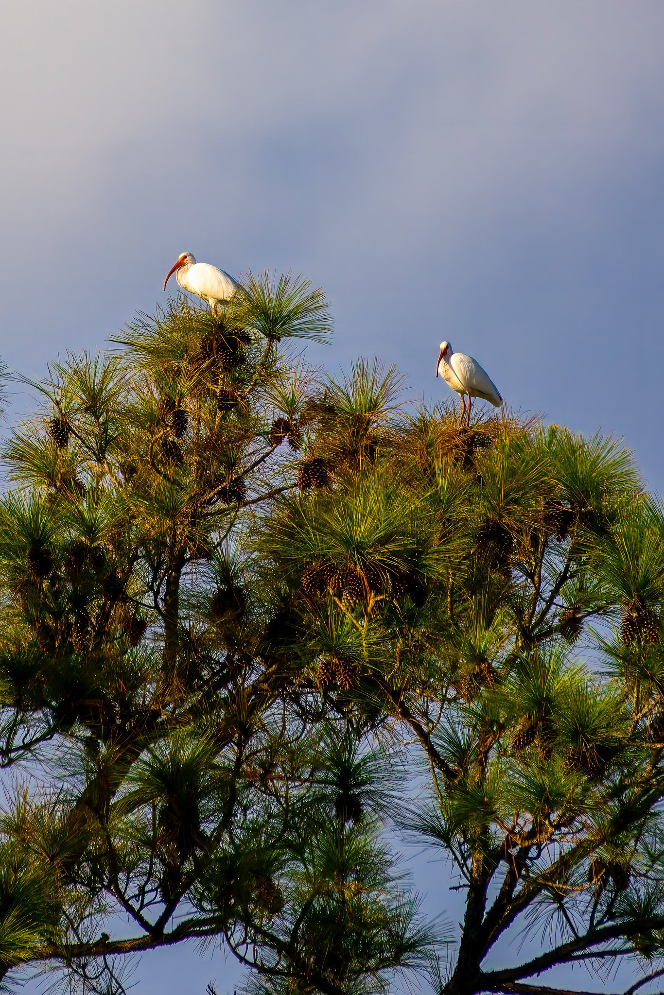 White Ibis