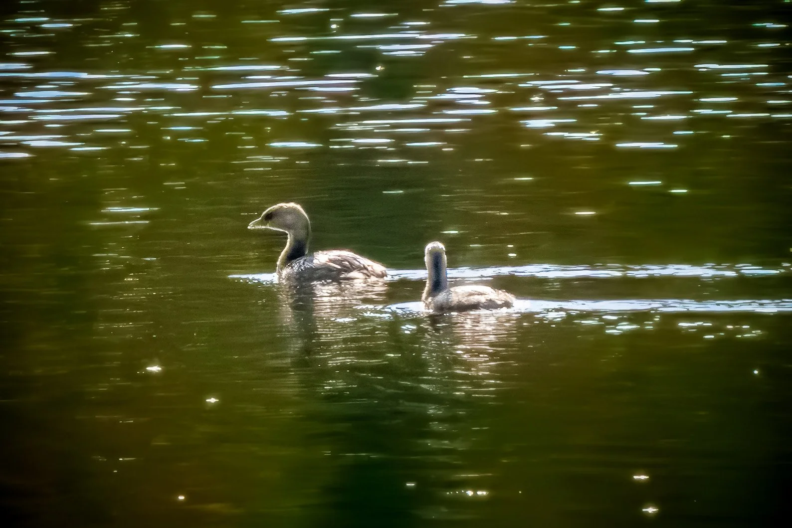 Pied-billed Grebe