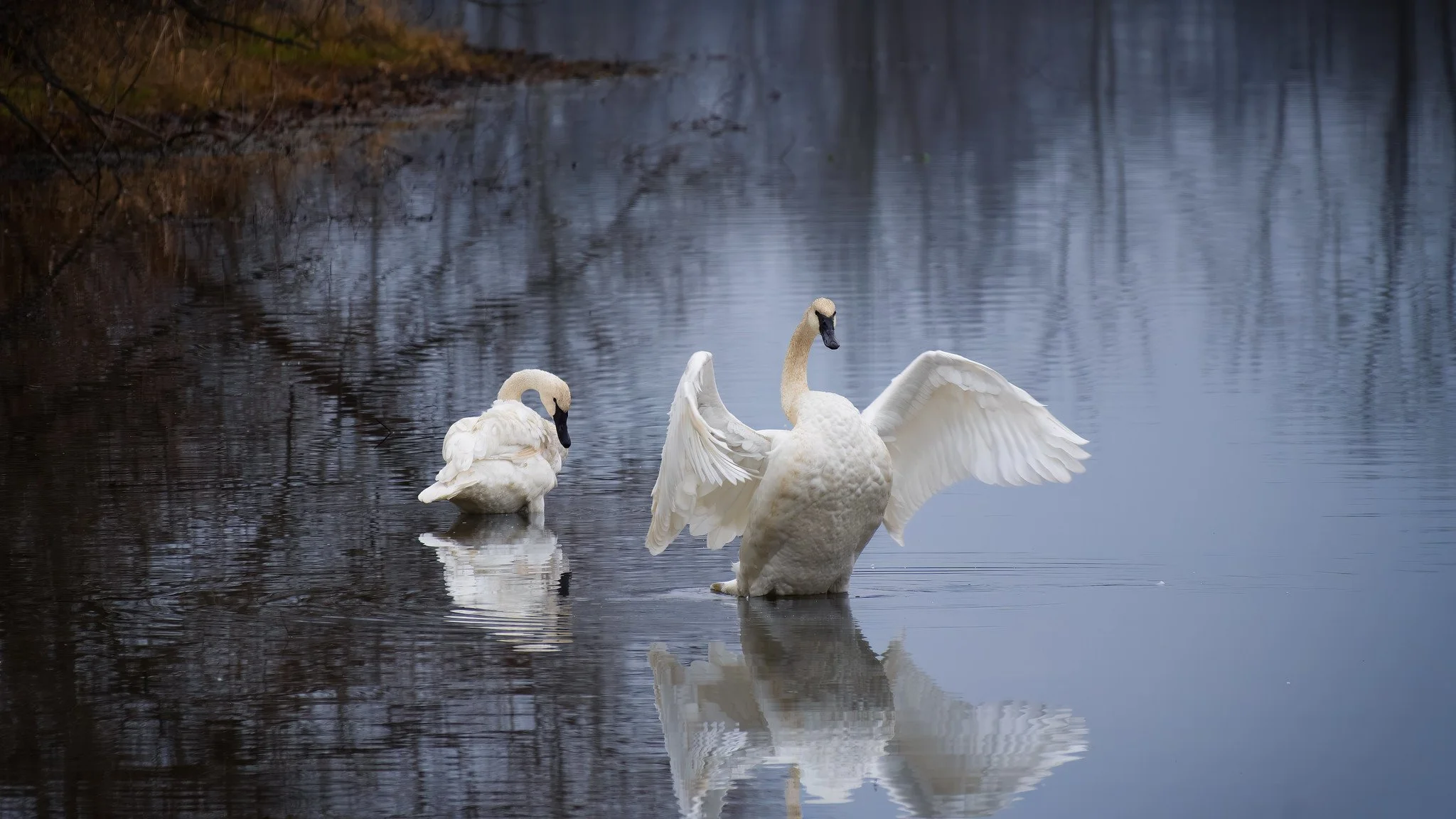 Trumpeter Swan