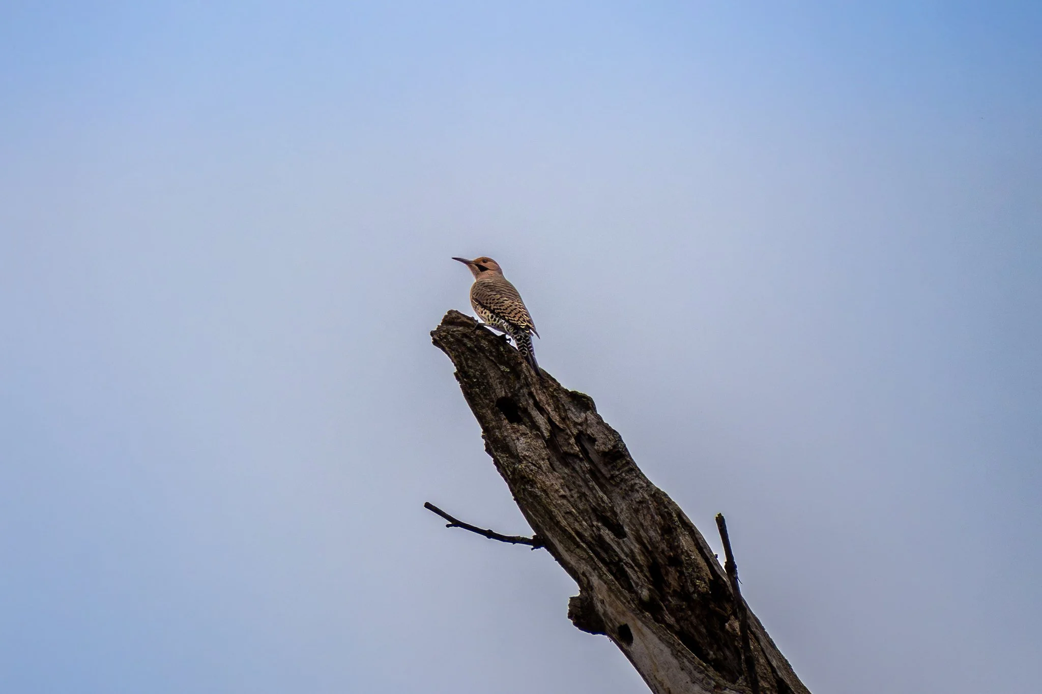 Northern Flicker
