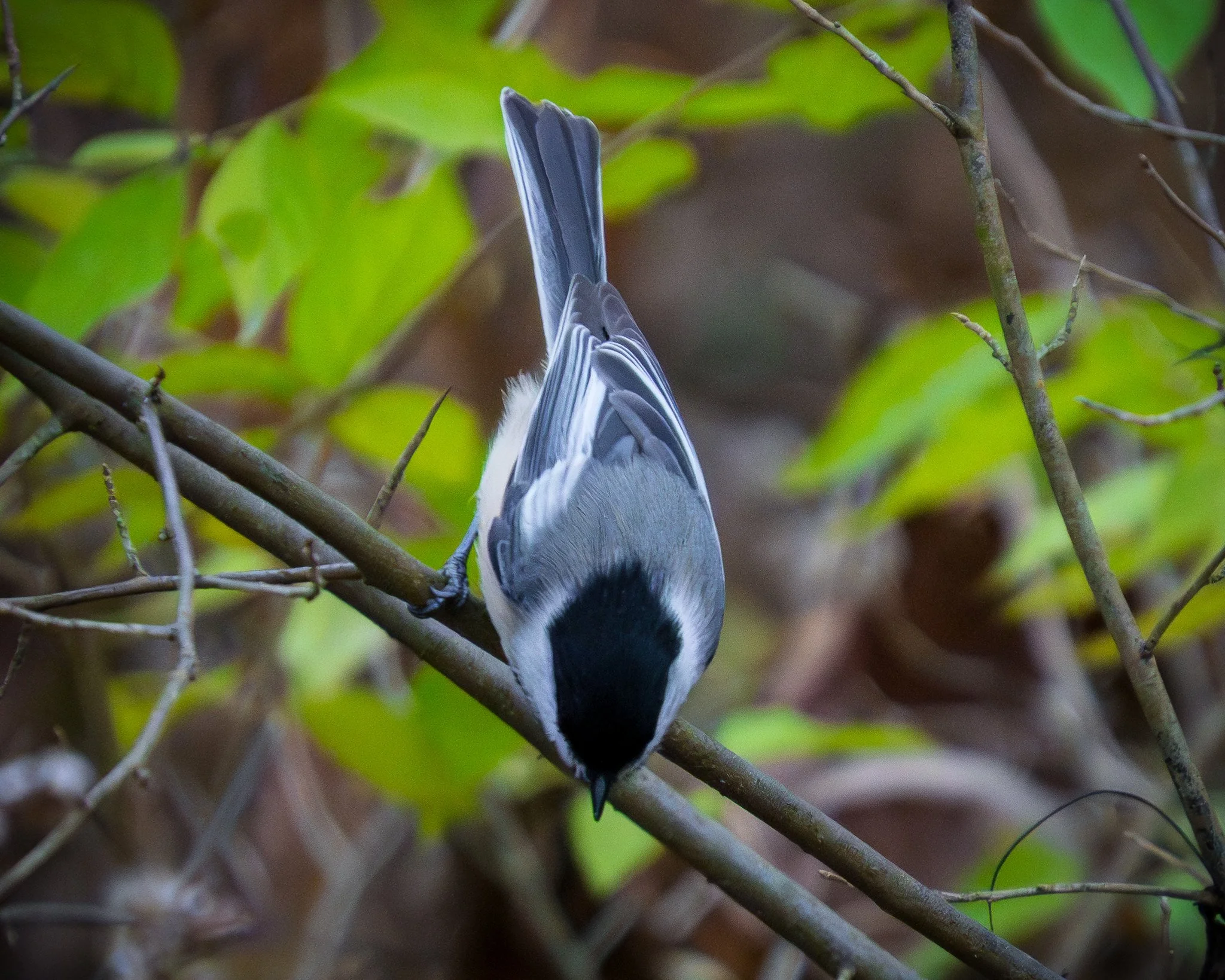 Black Capped Chickadee