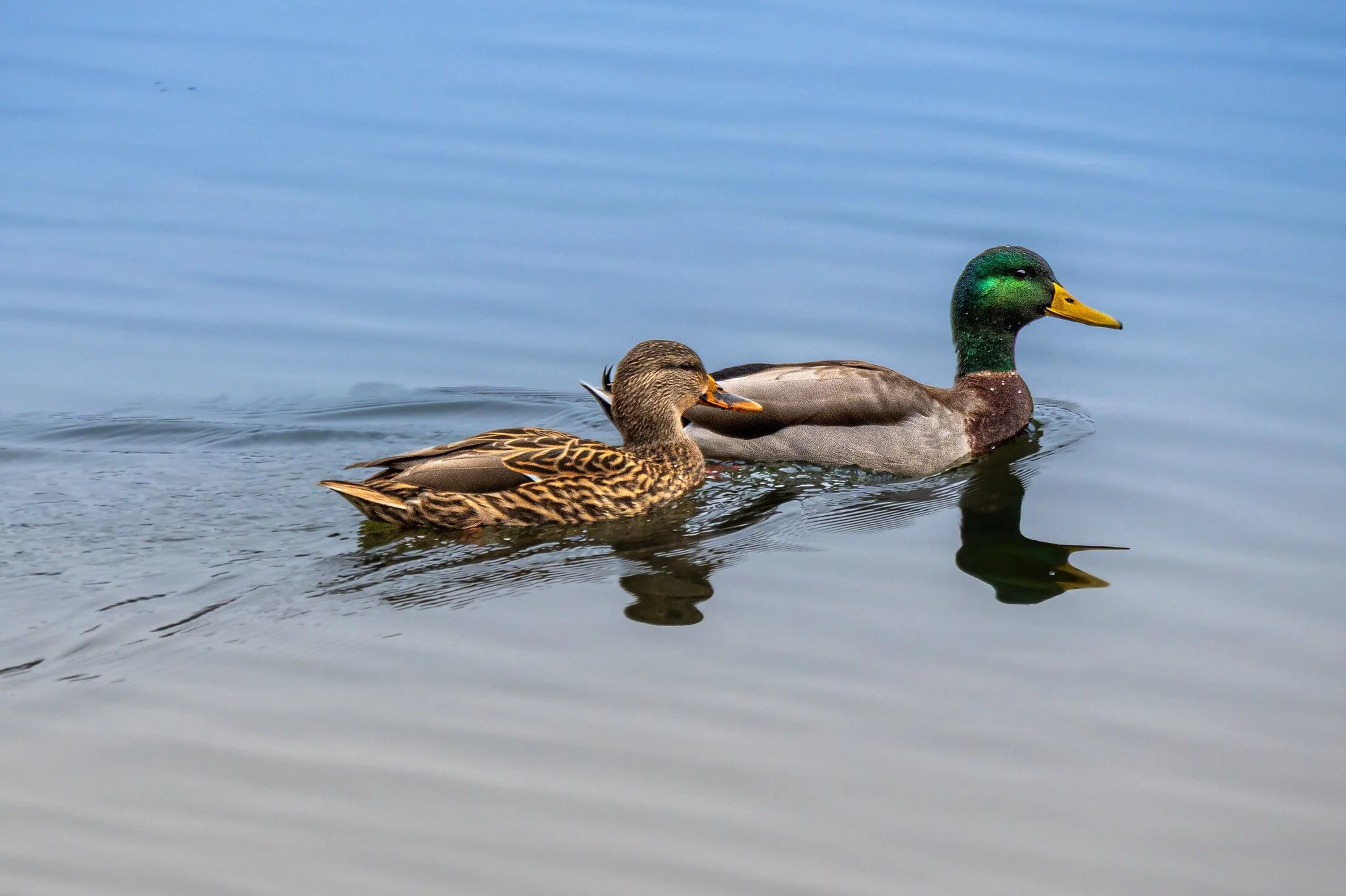 Mallard Ducks