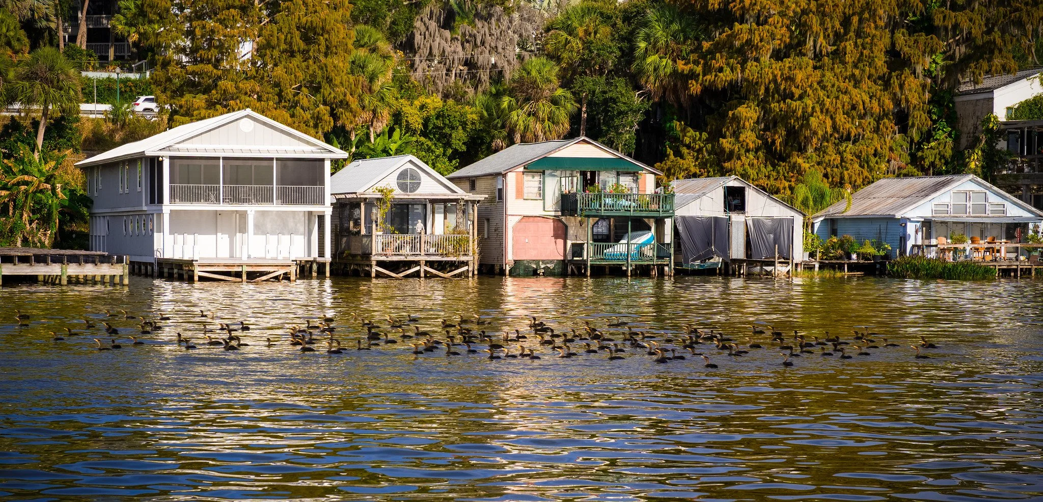 Double crested Cormorants