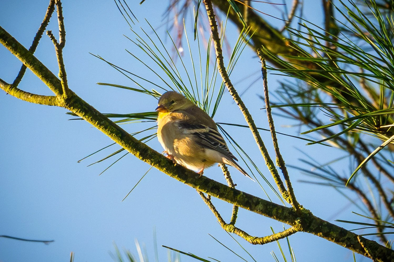 American Goldfinch