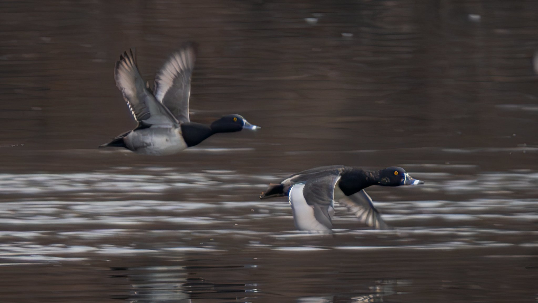 Ring-necked duck