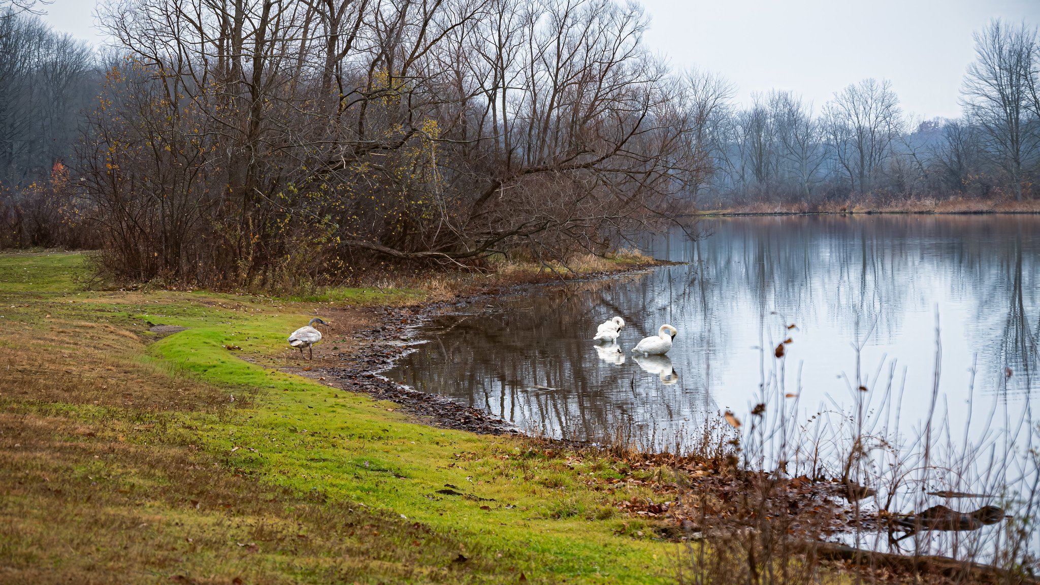 Libertyy Park Tinkers Creek Area