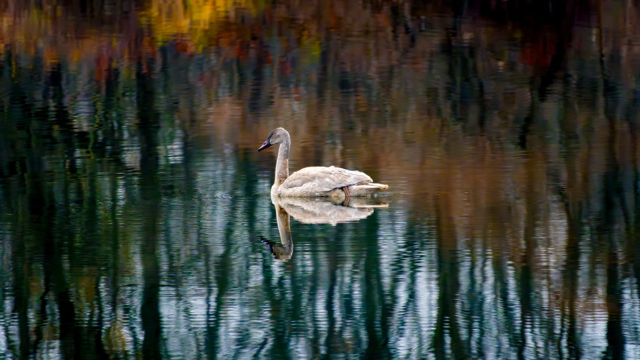 Trumpeter Swan