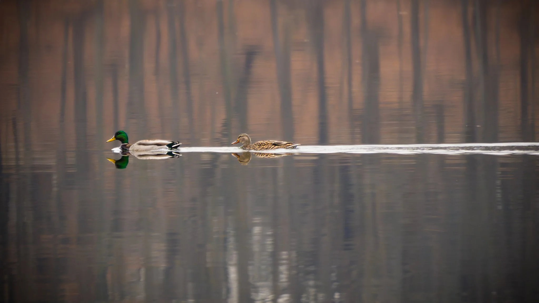Mallards