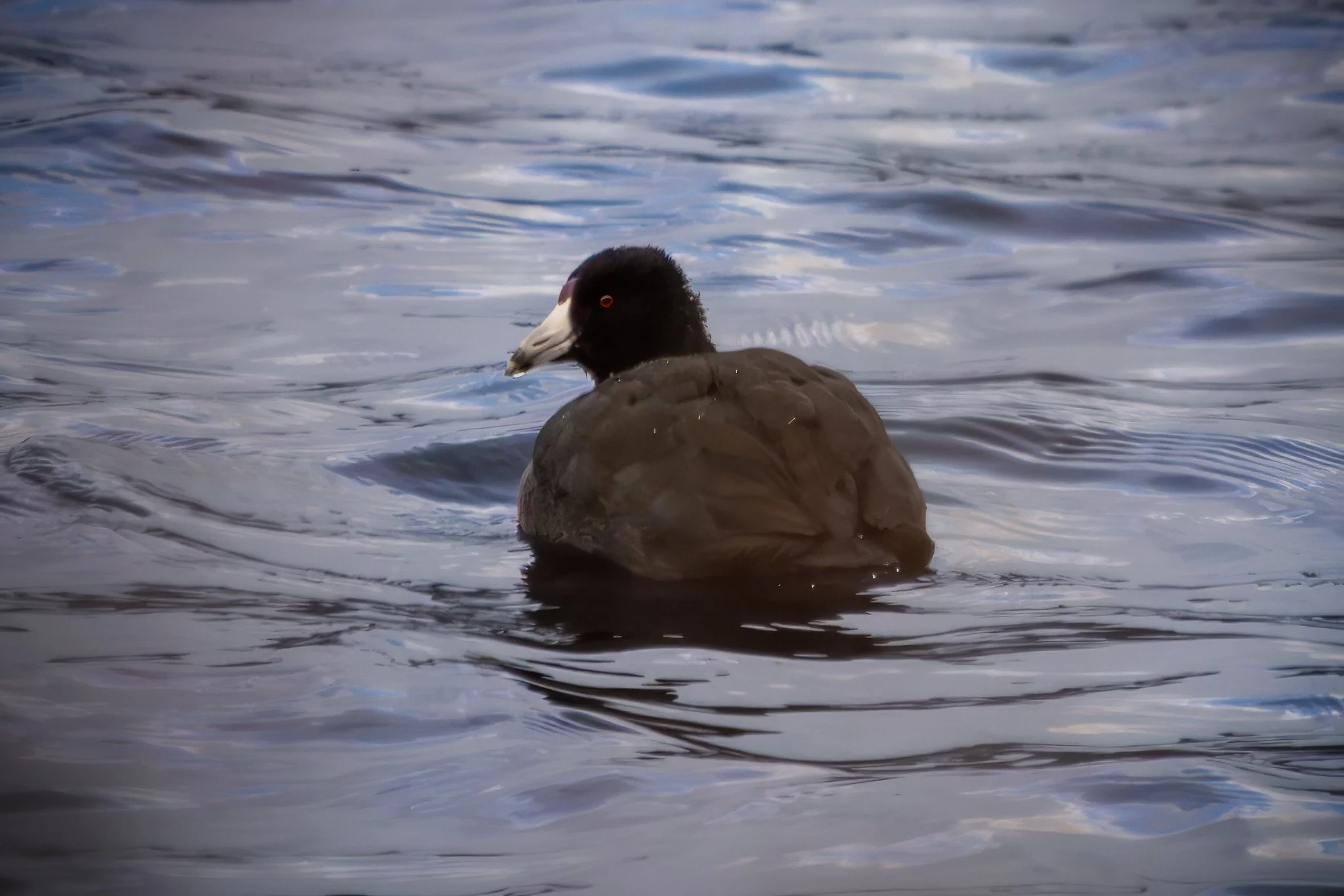 American coot
