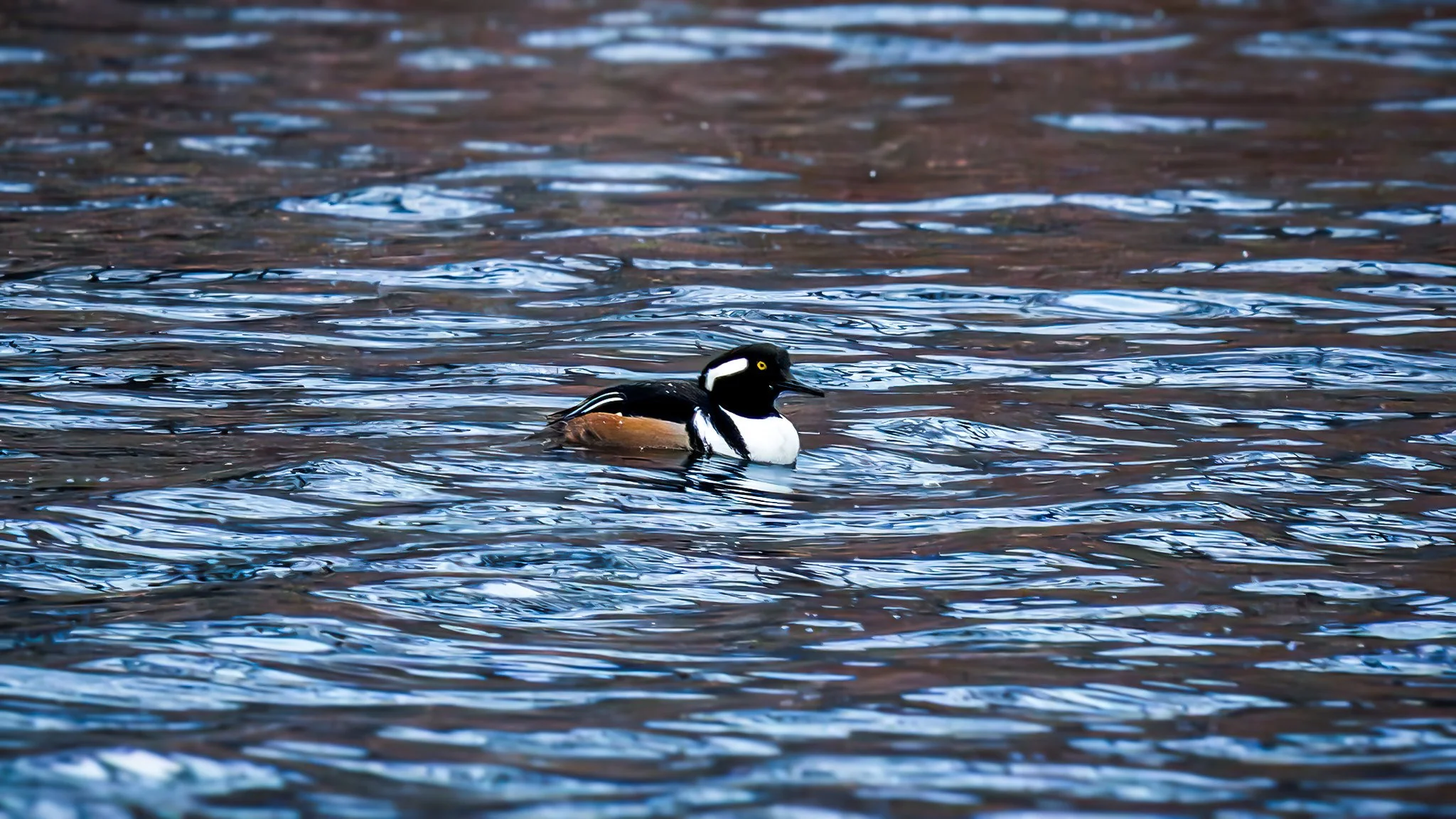 Hooded Merganser
