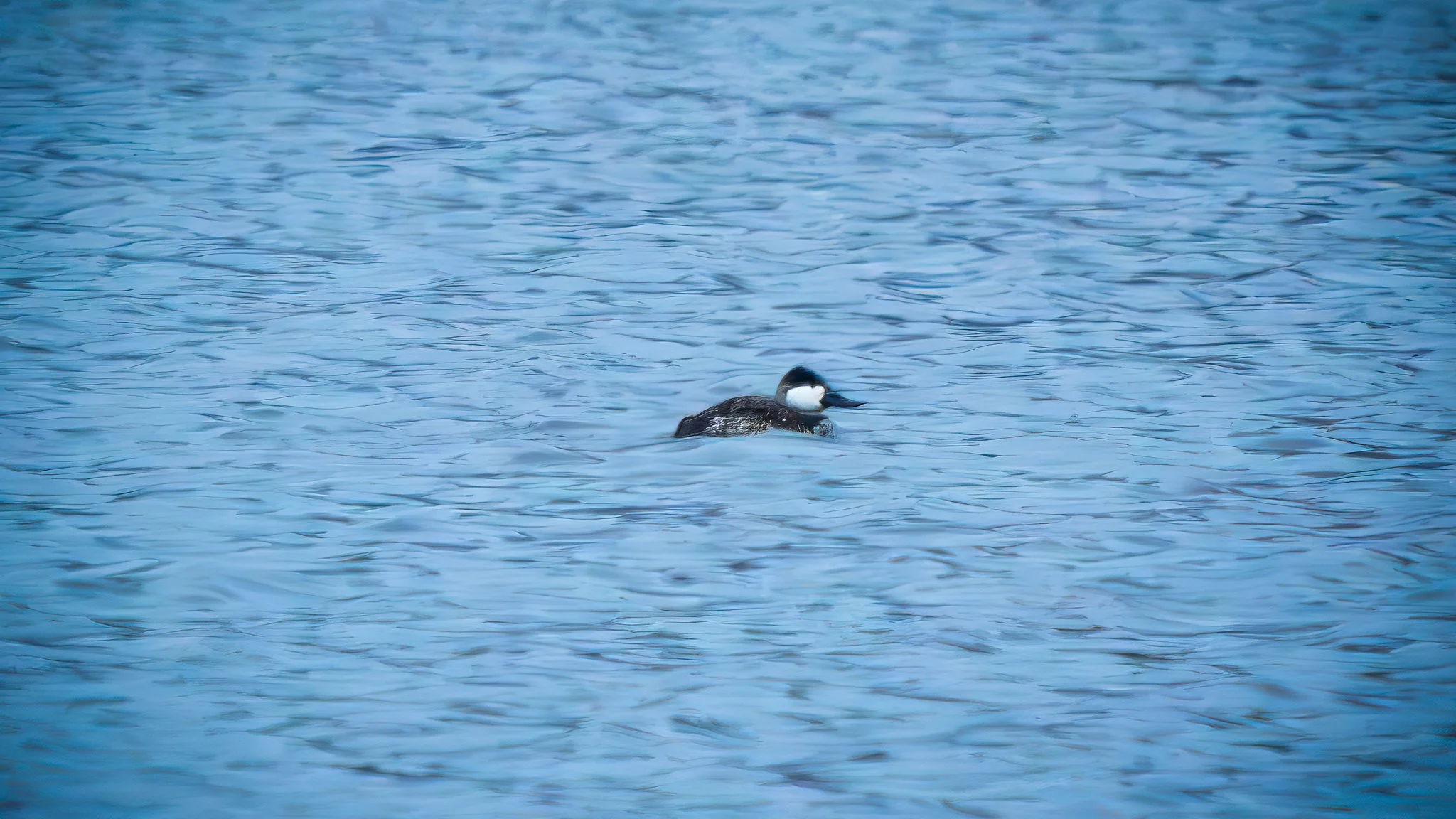 Ruddy duck