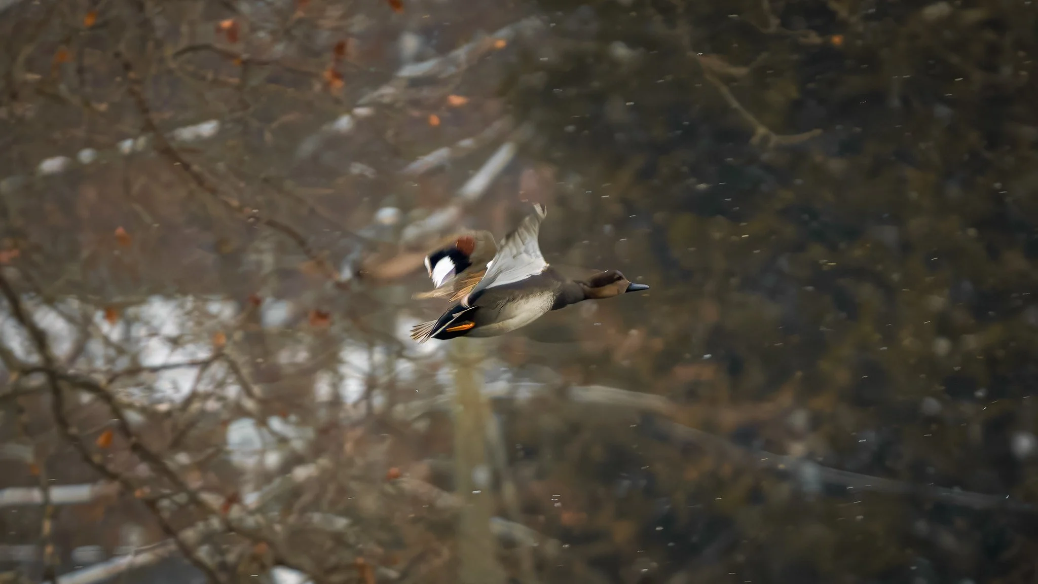 Gadwall